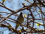 FZ014112 Bird in tree.jpg